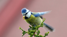 Blaumeise_mit_Futter (11).jpg